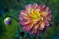 Beautiful pink, red and yellow Dahlia