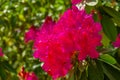 Beautiful pink rhododendron flowers in macro closeup, cultivated flowering bush, popular ornamental plant for the garden, nature