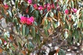 Beautiful pink Rhododendron tree