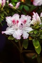 Beautiful pink rhododendron tree blossoms. Azalea in nature. Closeup Pink Desert Rose flower.