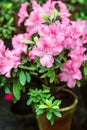 Beautiful pink rhododendron tree blossoms. Azalea in nature. Closeup Pink Desert Rose flower.