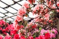 Beautiful pink rhododendron tree blossoms. Azalea in nature. Closeup Pink Desert Rose flower.