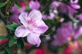 Beautiful pink rhododendron tree blossoms. Azalea in nature. Closeup Pink Desert Rose flower.