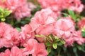 Beautiful pink rhododendron tree blossoms. Azalea in nature. Closeup Pink Desert Rose flower.