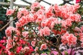 Beautiful pink rhododendron tree blossoms. Azalea in nature. Closeup Pink Desert Rose flower.