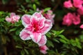 Beautiful pink rhododendron tree blossoms. Azalea in nature. Closeup Pink Desert Rose flower.