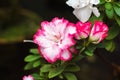 Beautiful pink rhododendron tree blossoms. Azalea in nature. Closeup Pink Desert Rose flower. Royalty Free Stock Photo