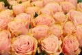 Beautiful pink rosas in flower shop. Royalty Free Stock Photo