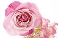 Beautiful Pink Rose Royalty Free Stock Photo