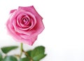 Beautiful pink rose. Royalty Free Stock Photo