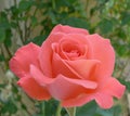 Beautiful Pink Rose Royalty Free Stock Photo