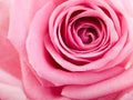 Beautiful pink rose Royalty Free Stock Photo