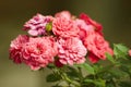 Beautiful pink rose against blurred background. Fresh summer flower blossoming in the garden. Floral background. Royalty Free Stock Photo