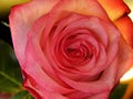 Beautiful Pink rose background