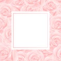 Beautiful Pink Rose Banner Card Border - Rosa isolated on White Background. Valentine Day. Vector Illustration Royalty Free Stock Photo