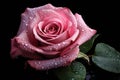 Beautiful pink rose on a black background with water droplets, A pink rose with drops of water on its petals and a dark background Royalty Free Stock Photo