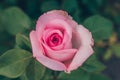 Beautiful pink rose blooming in a garden. Close-up of beautiful pink rose blossom on green textured background. Blurred effect. Royalty Free Stock Photo