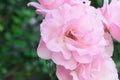 Beautiful pink rose blooming in the garden at sunny summer or Royalty Free Stock Photo