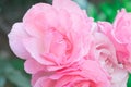 Beautiful pink rose blooming in the garden at sunny summer or Royalty Free Stock Photo