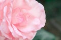 Beautiful pink rose blooming in the garden at sunny summer or Royalty Free Stock Photo