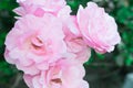 Beautiful pink rose blooming in the garden at sunny summer or Royalty Free Stock Photo