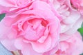 Beautiful pink rose blooming in the garden at sunny summer or Royalty Free Stock Photo