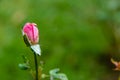 Beautiful pink rose blooming on plant branch against burrly green background with copy space. blooming and winter concept Royalty Free Stock Photo