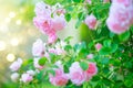 Beautiful pink Rose blooming in summer garden. Roses flowers growing outdoors, nature, blossoming flower art design background Royalty Free Stock Photo