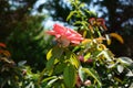 Beautiful pink rose blooms in summer in the park. A rose is a woody perennial flowering plant of the genus Rosa. Kolympia, Rhodes Royalty Free Stock Photo