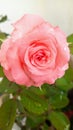 Beautiful pink rose blossoming in garden