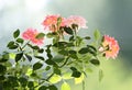 Beautiful pink rose blossoming on a window