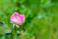 Beautiful pink rose with blurred green background. Wedding and love concept