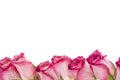 Beautiful Pink Rose Border Image with Copy Space Royalty Free Stock Photo