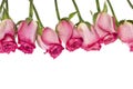 Beautiful Pink Rose Border Image with Copy Space Royalty Free Stock Photo