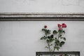 Beautiful pink rose branches with pointy leaves in front of a cracked white wall Royalty Free Stock Photo