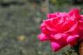 A beautiful pink rose with a bright grey blurry background