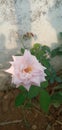 A beautiful rose bud feeding flower