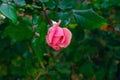Beautiful Pink Rose Bud Flower On Green Shrub Foliage. Summer Nature Background Gardening Concept
