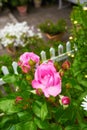 Beautiful pink rose budding on a tree in a backyard garden. Closeup of a pretty summer flower growing in nature from Royalty Free Stock Photo
