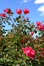 Beautiful Pink Rose Bush Royalty Free Stock Photo