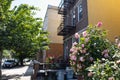 Beautiful Pink Rose Bush along a Residential Sidewalk with Apartment Buildings in Astoria Queens New York