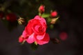 Soft pink rose with buds on a dark gray background Royalty Free Stock Photo