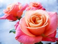 Beautiful pink rose on clear background. The ability to please the beauty.