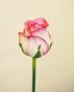 Beautiful pink Rose close. Beautiful pink rose on colorful background with copy space.