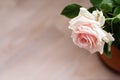 Beautiful pink Rose close up, background