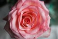 Beautiful pink Rose close up. Royalty Free Stock Photo