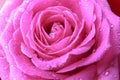 Beautiful pink rose, closeup Royalty Free Stock Photo