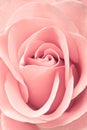 Beautiful pink rose, closeup Royalty Free Stock Photo