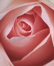 Beautiful pink rose closeup Royalty Free Stock Photo