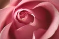 Beautiful pink rose closeup. Coral tender rose Royalty Free Stock Photo